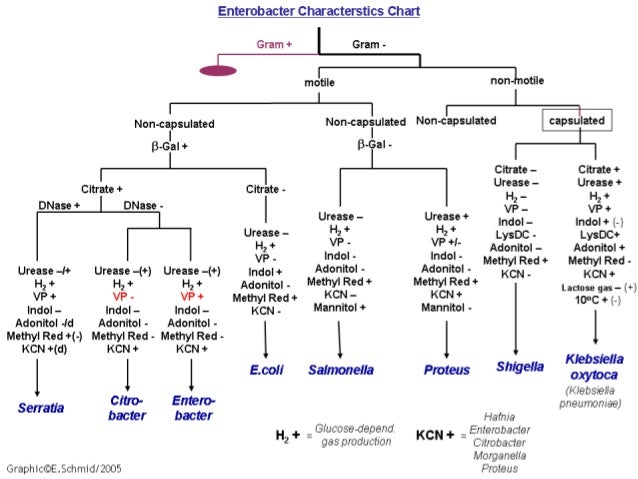 Selective And Differential Media Chart