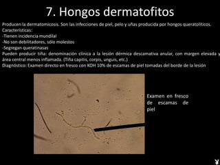 7. Hongos dermatofitos
Examen en fresco
de escamas de
piel
Producen la dermatomicosis. Son las infecciones de piel, pelo y uñas producida por hongos queratolíticos.
Características:
-Tienen incidencia mundilal
-No son debilitadores, sólo molestos
-Segregan queratinasas
Pueden producir tiña: denominación clínica a la lesión dérmica descamativa anular, con margen elevada y
área central menos inflamada. (Tiña capitis, corpis, unguis, etc.)
Diagnóstico: Examen directo en fresco con KOH 10% de escamas de piel tomadas del borde de la lesión
 