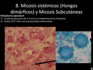 8. Micosis sistémicas (Hongos
dimórficos) y Micosis Subcutáneas
Histoplasma capsulatum
1) Levaduras pequeñas de 1-3 um en el citoplasma de los histiocitos
2) Cultivo 22°C :Hifas con macroconidias tuberculadas
 