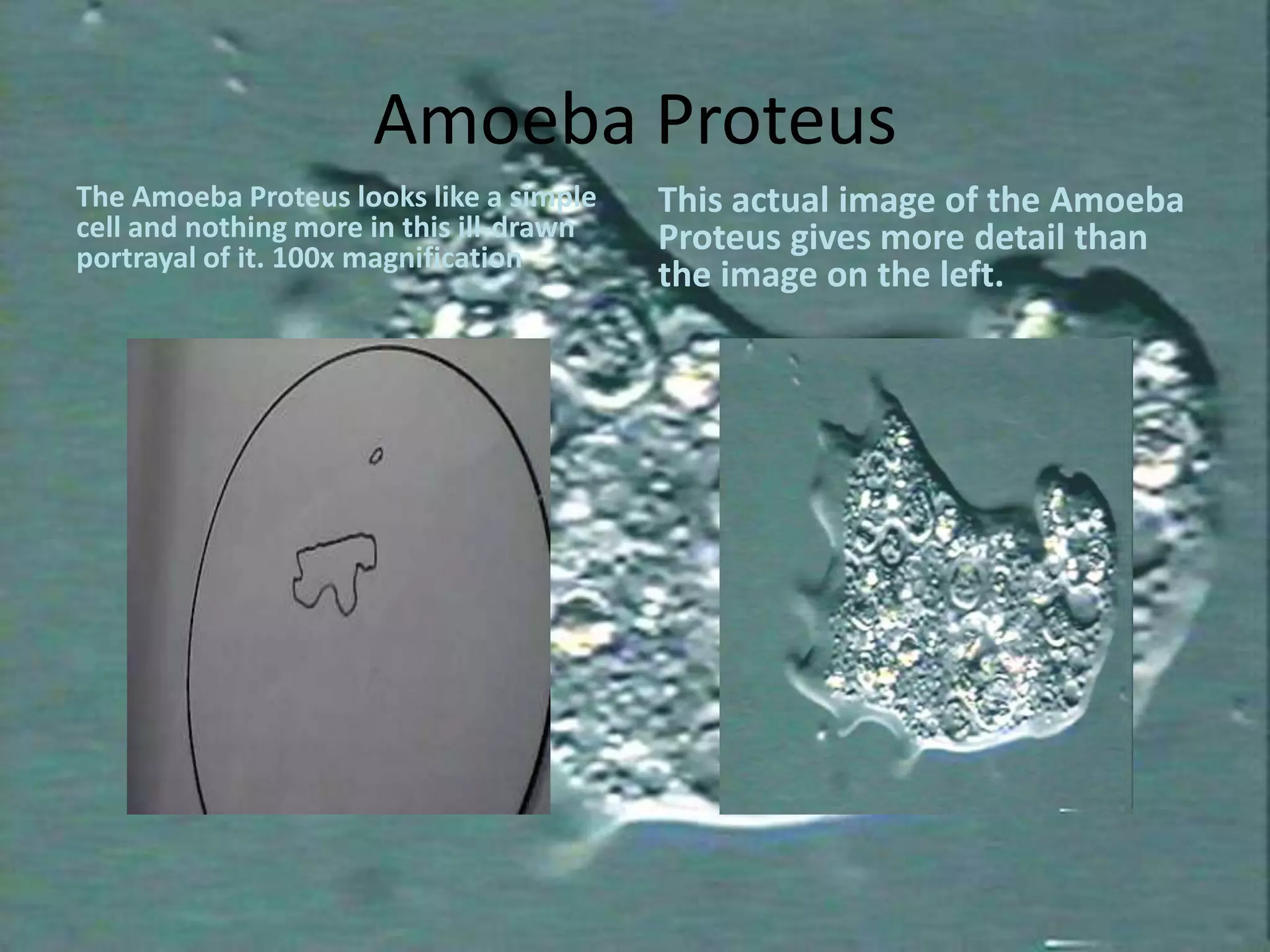 Micro Lab Presentation Pptx