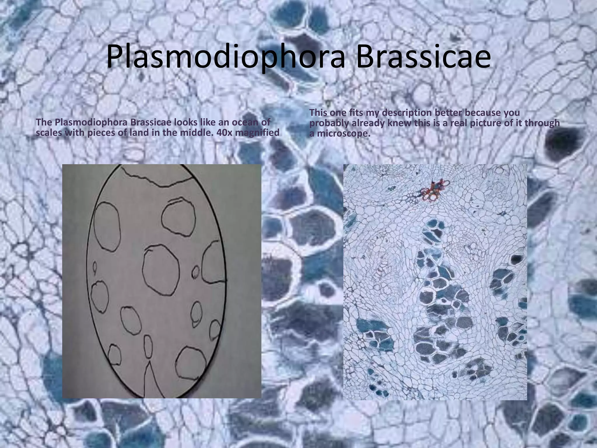 Micro Lab Presentation Pptx