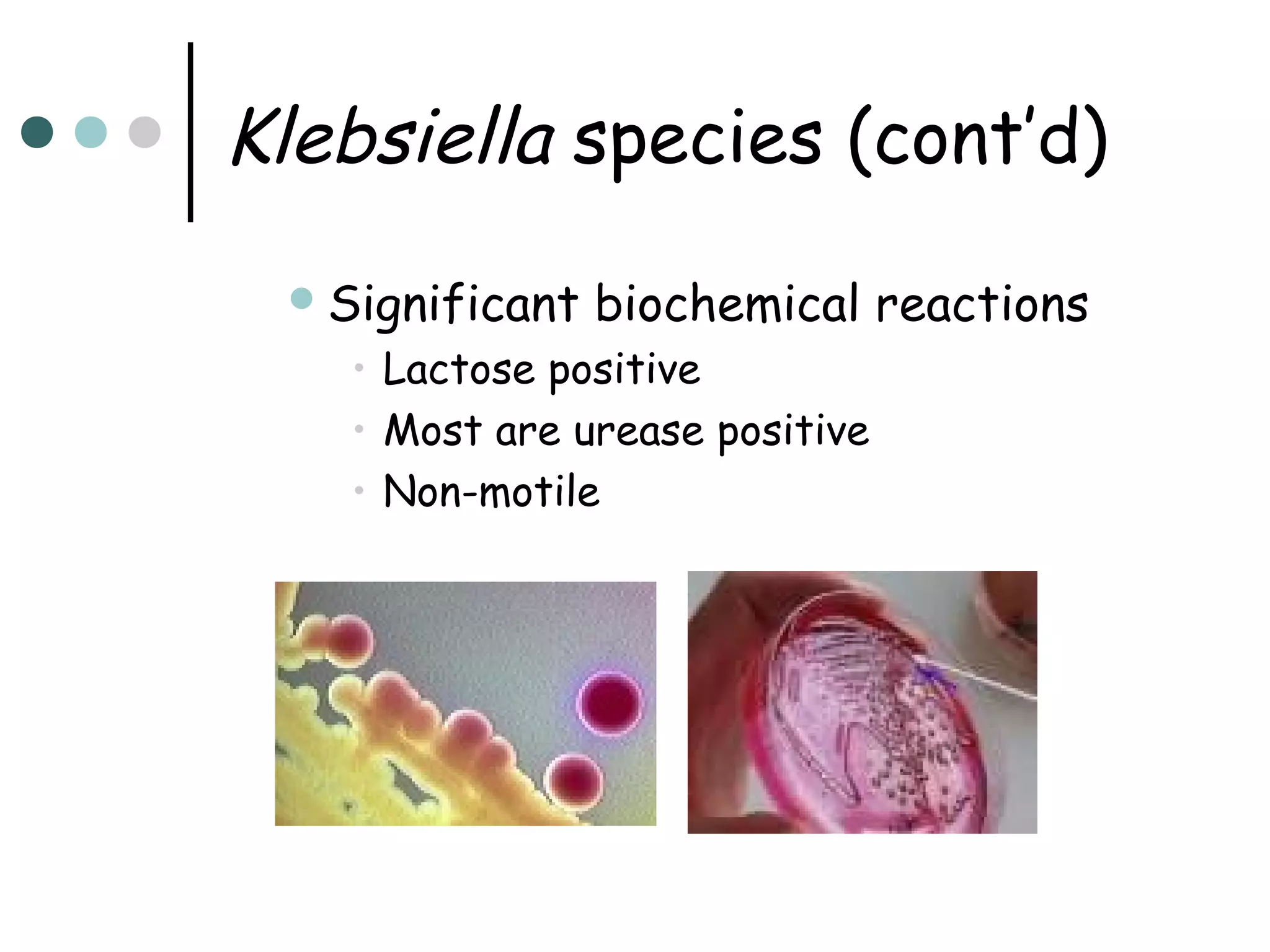 Klebsiella species (cont’d)
 Significant

biochemical reactions

• Lactose positive
• Most are urease positive
• Non-motile

 