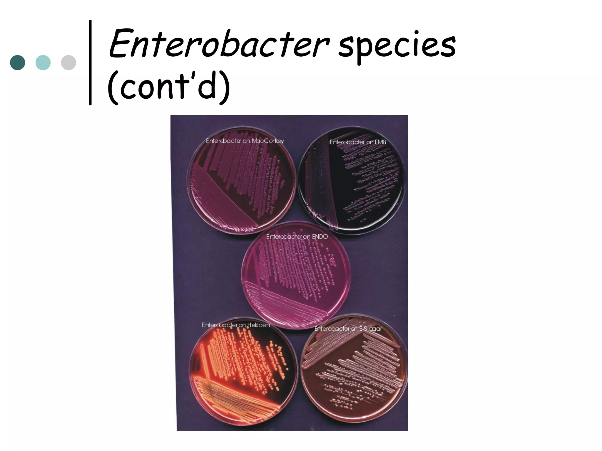Enterobacter species
(cont’d)

 