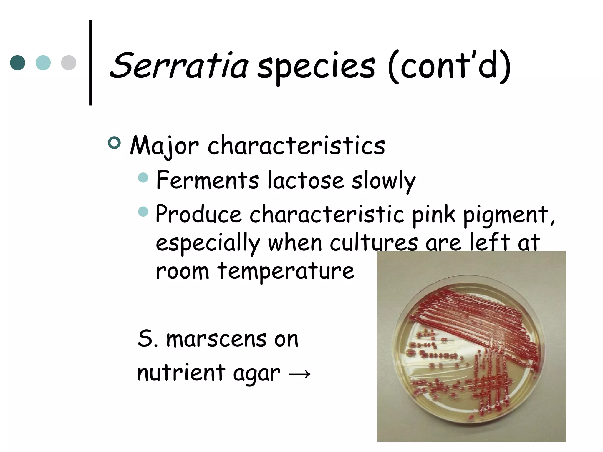 Serratia species (cont’d)


Major characteristics
 Ferments

lactose slowly
 Produce characteristic pink pigment,
especially when cultures are left at
room temperature
S. marscens on
nutrient agar →

 