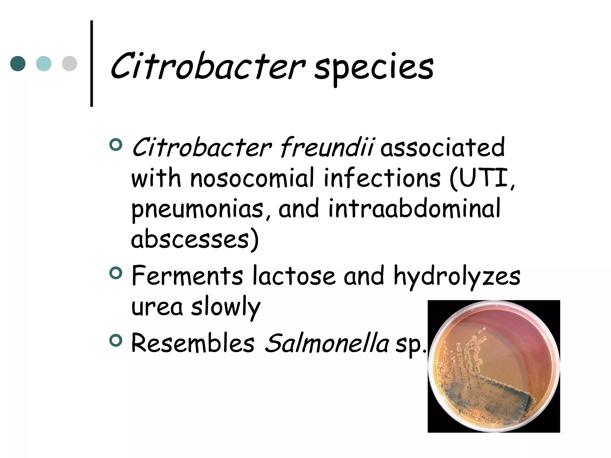 Citrobacter species
Citrobacter freundii associated
with nosocomial infections (UTI,
pneumonias, and intraabdominal
abscesses)
 Ferments lactose and hydrolyzes
urea slowly
 Resembles Salmonella sp.


 
