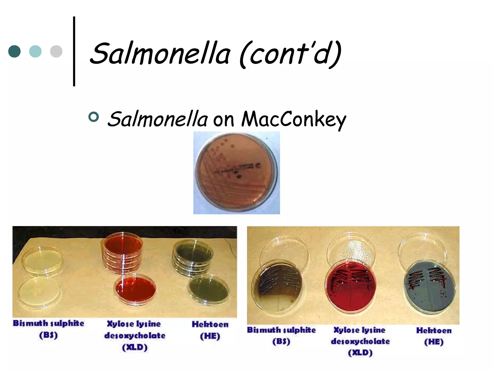 Salmonella (cont’d)


Salmonella on MacConkey

 