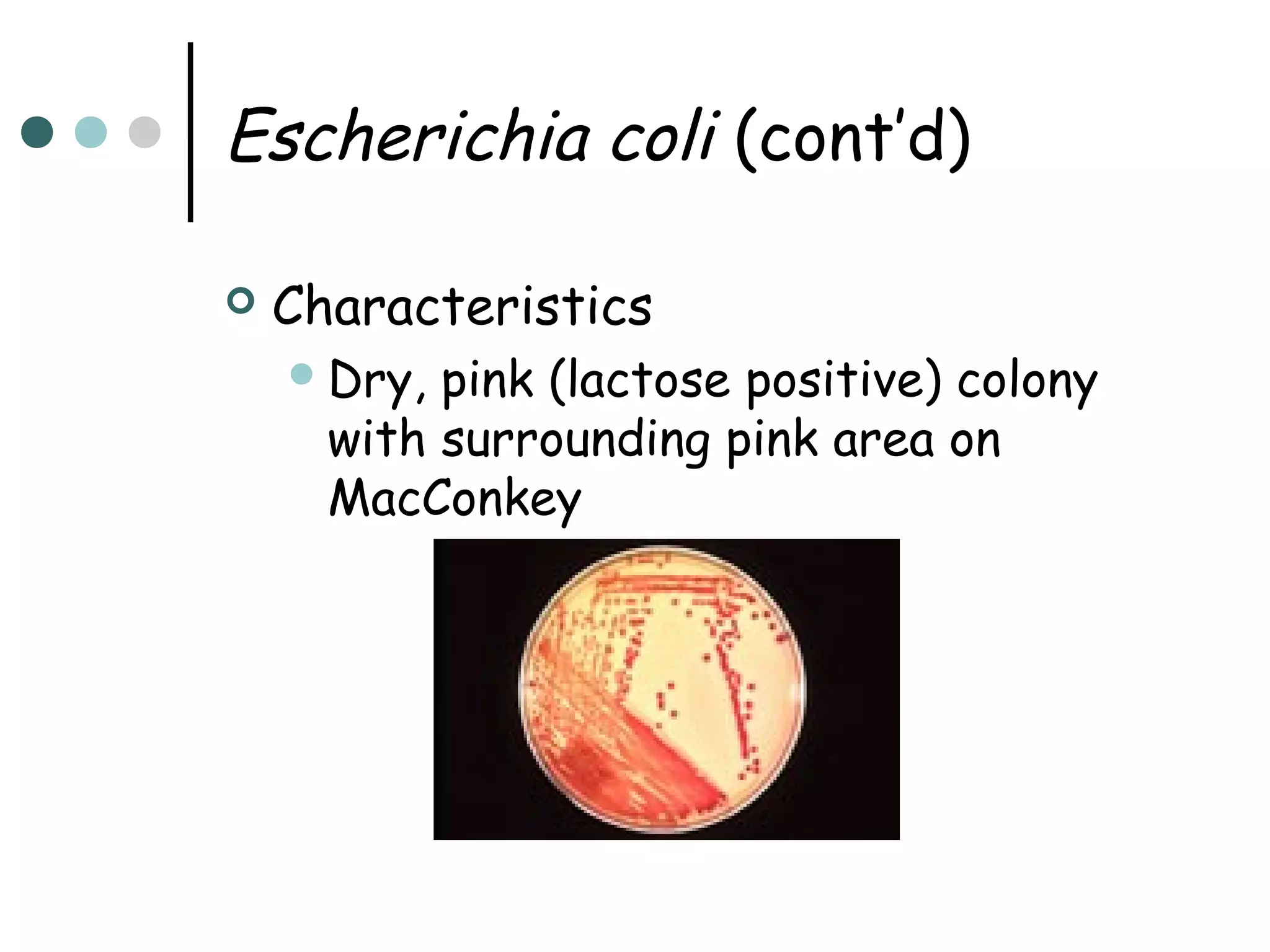Escherichia coli (cont’d)


Characteristics
 Dry,

pink (lactose positive) colony
with surrounding pink area on
MacConkey

 