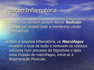 Neutrófilos também podem liberar  Radicais Livres  que podem lesar a membrana celular (sarcolema). Após a resposta inflamatória, os  Macrófagos  invadem o local da lesão e removem os resíduos celulares num processo de fagocitose e após nova invasão de macrófagos, inicia-se a Regeneração Muscular. Reação Inflamatória 