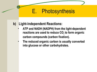 E. Photosynthesis
b) Light-independent Reactions:
• ATP and NADH (NADPH) from the light-dependent
reactions are used to reduce CO2 to form organic
carbon compounds (carbon fixation).
• The reduced organic carbon is usually converted
into glucose or other carbohydrates.
 