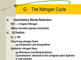 G. The Nitrogen Cycle
4. Assimilatory Nitrate Reduction
NO3
2-
→ Organic Nitrogen
(Many microbial species and plants)
4. N2 fixation
N2 → NH4
+
Free-living nitrogen fixers
eg Azotobacter and Azospirillum
Symbiotic nitrogen fizers
eg Rhizobium and Bradyrhizobium
Cyanobacteria attached to the cordgrass plant Spartina
in salt marshes
 