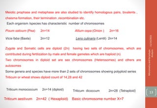 Meiotic prophase and metaphase are also studied to identify homologous pairs, bivalents ,
chaisma formation, their termination ,recombination etc.
Each organism /species has characteristic number of chromosomes
Pisum sativum (Pea) 2n=14 Allium cepa (Onion ) 2n=16
Vicia faba (Baxla) 2n=12 Lens culinaris (Lentil) 2n=14
11/14/2021
Micrometry
and
Karyotype
Analysis
13
Zygote and Somatic cells are diploid (2n) having two sets of chromosomes, which are
contributed during fertilization by male and female gametes which are haploid (n)
Two chromosomes in diploid set are sex chromosomes (Heterosomes) and others are
autosomes
Some genera and species have more than 2 sets of chromosomes showing polyploid series
Triticum or wheat shows diploid count of 14,28 and 42
Triticum monococcum 2n=14 (diploid) Triticum dicoccum 2n=28 (Tetraploid)
Triticum aestivum 2n=42 ( Hexaploid) Basic chromosome number X=7
 