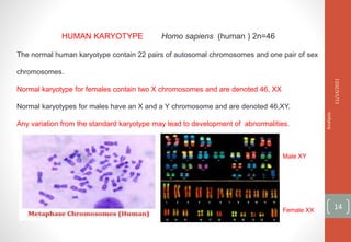 The normal human karyotype contain 22 pairs of autosomal chromosomes and one pair of sex
chromosomes.
Normal karyotype for females contain two X chromosomes and are denoted 46, XX
Normal karyotypes for males have an X and a Y chromosome and are denoted 46,XY.
Any variation from the standard karyotype may lead to development of abnormalities.
HUMAN KARYOTYPE Homo sapiens (human ) 2n=46
11/14/2021
Micrometry
and
Karyotype
Analysis
14
Male XY
Female XX
 