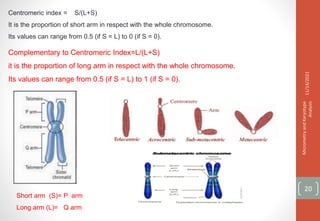 Short arm (S)= P arm
Long arm (L)= Q arm
Centromeric index = S/(L+S)
It is the proportion of short arm in respect with the whole chromosome.
Its values can range from 0.5 (if S = L) to 0 (if S = 0).
Complementary to Centromeric Index=L/(L+S)
it is the proportion of long arm in respect with the whole chromosome.
Its values can range from 0.5 (if S = L) to 1 (if S = 0).
11/14/2021
Micrometry
and
Karyotype
Analysis
20
 