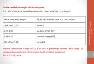 Index to relative length Types of chromosomes and the symbols
Less than 0.75 Small (s)
0.75-1.00 Medium small (M1)
1.01-1.25 Medium large (M2)
More than 1.25 Large(L)
Index to relative length of chromosome
It is ratio of length of each chromosome to mean length of complement.
Relative Chromosome Length (RCL) -It is ratio in percentage between total length of
individual chromosome and total chromatin length of haploid complement
RCL= TLIC/TCL x100
11/14/2021
Micrometry
and
Karyotype
Analysis
21
 