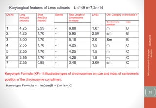 Karyological features of Lens culinaris L-4149 n=7,2n=14
Chr.no Long
Arm(LA)
(micron)
Short
Arm(SA)
(micron)
Satelite Total Length of
Chromosome
In micron
LA/SA Chr. Category on the basis of
Centromeric
position
size
1 4.25 2.55 - 6.80 1.67 m B
2 4.25 1.70 - 5.95 2.50 sm B
3 3.00 1.70 - 5.10 2.0 Sm B
4 2.55 1.70 - 4.25 1.5 m C
5 2.55 1.70 - 4.25 1.5 m C
6 2.55 1.70 - 4.25 1.5 m C
7 2.55 0.85 - 3.40 3.00 sm C
11/14/2021
Micrometry
and
Karyotype
Analysis
28
Karyotypic Formula (KF):- It illustrates types of chromosomes on size and index of centromeric
position of the chromosome compliment.
Karyotypic Formula = (1m2sm)B + (3m1sm)C
 