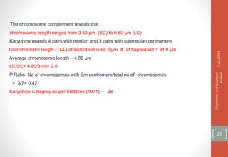 The chromosome complement reveals that
chromosome length ranges from 3.40 µm (SC) to 6.80 µm (LC)
Karyotype reveals 4 pairs with median and 3 pairs with submedian centromere
Total chromatin length (TCL) of diploid set is 68 .0µm & of haploid set = 34.0 µm
Average chromosome length – 4.86 µm
LC/SC= 6.80/3.40= 2.0
P Ratio- No of chromosomes with Sm centromere/total no of chromosomes
= 3/7= 0.42
Karyotype Category as per Stebbins (1971) - 2B
11/14/2021
Micrometry
and
Karyotype
Analysis
29
 