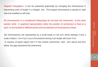 Idiogram/ Karyogram:- It can be presented graphically by arranging the chromosome in
descending order of length in a straight line. The longest chromosome is placed on right
side and smallest on left side.
All chromosomes in a complement (Karyotype) do not bear the centromere at the same
position while in graphical representation either the position of centromere is fixed at a
point or are located on different points and one telomere of chromosome is fixed .
Sat chromosomes are represented by a small break on the arm which belongs it and a
scale is taken ( 1cm=1µm ) so a chromosome having 4 µm length will cover 4 cm
(4 squares of graph paper) and if it has median centromere then 2cm above and 2cm
below ,the gap represents the centromere.
11/14/2021
Micrometry
and
Karyotype
Analysis
30
 