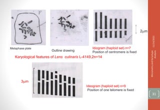 Metaphase plate
Outline drawing
Idiogram (haploid set) n=7
Position of centromere is fixed
2m
Karyological features of Lens culinaris L-4149,2n=14
11/14/2021
Micrometry
and
Karyotype
Analysis
31
Ideogram (haploid set) n=9
Position of one telomere is fixed
3m
 