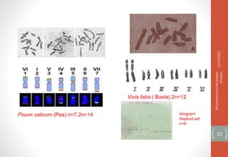 Pisum sativum (Pea) n=7,2n=14
Vicia faba ( Baxla) 2n=12
11/14/2021
Micrometry
and
Karyotype
Analysis
32
Idiogram
Haploid set
n=6
 