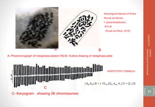 A- Photomicrograph of metaphase plate(n=56) B- Outline drawing of metaphase plate
A B
Karyological features of Chara
fibrosa var.fibrosa
f. tylacantha(Nordst.)
R D W
(Purak and Noor ,2018)
C- Karyogram showing 56 chromosomes
KARYOTYPIC FORMULA
( 8M 6m) B + ( 10 M 22m 4sm 4 t) C + (2 t) D
C
11/14/2021
Micrometry
and
Karyotype
Analysis
33
 