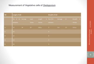 Measurement of Vegetative cells of Oedogonium
SN Length of Cell Breadth of Cell
No of Oc
divisions
Average Least
Count
Length in
micron
No of Oc
divisions
Average LC Breadth in
micron
1. 15 14 15 210 µ 3 3.4 15 51.0 µ
2 14 4
3 12 3
4 13 4
5 16 3
11/14/2021
Micrometry
and
Karyotype
Analysis
9
 