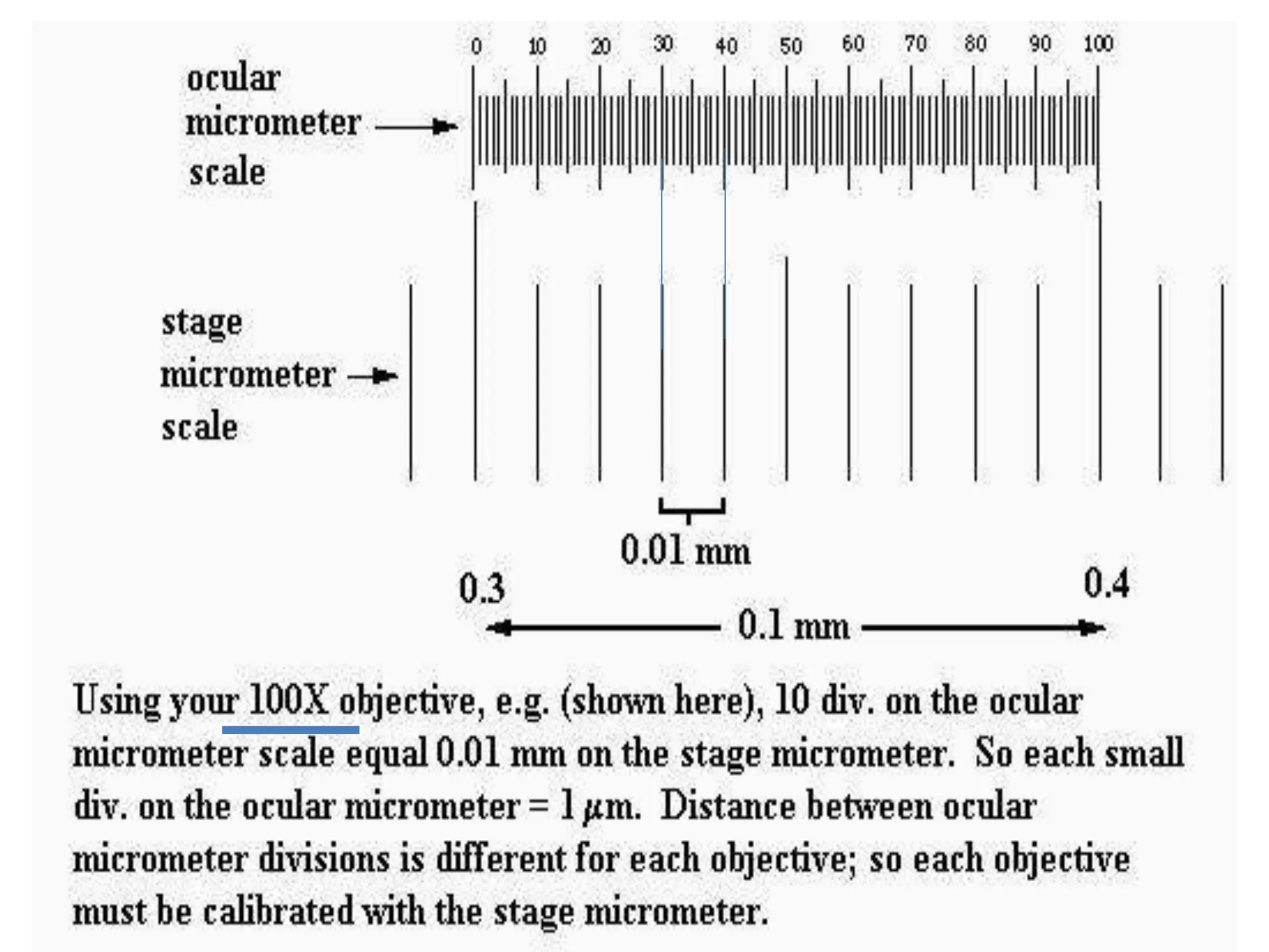 Micrometry and morphometry and measurement of size_3.ppt