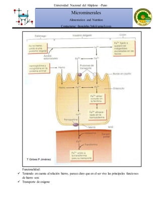 Universidad Nacional del Altiplano -Puno
Microminerales
Alimentation and Nutrition
Contactarse: jhoncinho.3pk@gmail.com
Funcionalidad:
 Teniendo en cuenta al relación hierro, parece claro que en el ser vivo las principales funciones
de hierro son:
 Transporte de oxigeno
 