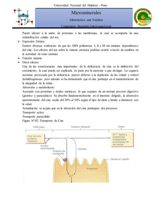 Universidad Nacional del Altiplano -Puno
Microminerales
Alimentation and Nutrition
Contactarse: jhoncinho.3pk@gmail.com
Puede afectar a la unión de proteínas a las membranas, la cual se acompaña de una
redistribución celular del ion.
 Expresión Génica:
Existen diversas evidencias de que las ARN polimerasa I, II y III sin enzimas dependientes
del cinc. Los efectos del ion sobre la síntesis proteica podrían ocurrir a través de cambios en
la actividad de estas enzimas.
 Función inmune
 Otros efectos
Una de las consecuencias más importantes de la deficiencia de cinc es la inhibición del
crecimiento, la cual puede ser explicada en parte por la anorexia a que da lugar. La ceguera
nocturna provocada por la deficiencia parece deberse a la depleción de las retinal y retinol
deshidrogenasas, pero además se ha demostrado que el cinc participa en el mantenimiento de
la integridad de la retina.
Absorción y metabolismo:
Asociado con proteínas y ácidos nucleicos, lo que requiere de un normal proceso digestivo
(gástrico y pancreático). Se absorbe fundamentalmente en el intestino delgado, la absorción
aparentemente del cinc oscila del 20% al 50% según el tipo de dieta y tiende a disminuir con
la edad.
Actualmente se acepta que en la absorción del cinc participan dos procesos:
Transporte activo
Transporte paracelular
Figura N°02: Transporte de Cinc
 