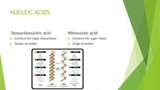 NUCLEIC ACIDS
Deoxyribonucleic acid
 Contains the sugar deoxyribose
 Double stranded
Ribonucleic acid
 Contains the sugar ribose
 Single stranded
 