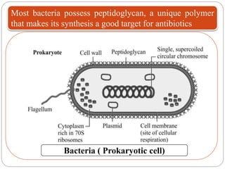 Microbiology Morphology of bacteria | PPT