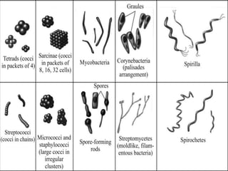 {Microbiology }Morphology of bacteria | PPTX