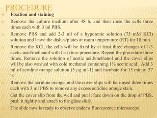 PROCEDURE
 Fixation and staining
a) Remove the culture medium after 48 h, and then rinse the cells three
times each with 3 ml PBS.
b) Remove PBS and add 2-3 ml of a hypotonic solution (75 mM KCl)
solution and leave the dishes/plates at room temperature (RT) for 10 min.
c) Remove the KCl, the cells will be fixed by at least three changes of 1/3
acetic acid/methanol with fast rinse procedure. Repeat the procedure three
times. Remove the solution of acetic acid/methanol and the cover slips
will be also washed with cold methanol containing 1% acetic acid. Add 3
ml of acridine orange solution (5 μg ml-1) and incubate for 15 min at 37
°C.
d) Remove the acridine orange, and the cover slips will be rinsed three times
each with 3 ml PBS to remove any excess acridine orange stain.
e) Get the cover slip from the well and put it face down on the drop of PBS,
push it tightly and attach to the glass slide.
f) The slide now is ready to observe under a fluorescence microscope.
 