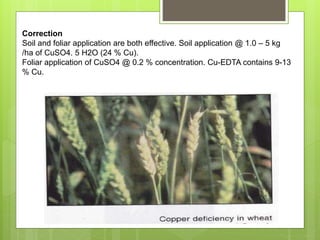 Correction
Soil and foliar application are both effective. Soil application @ 1.0 – 5 kg
/ha of CuSO4. 5 H2O (24 % Cu).
Foliar application of CuSO4 @ 0.2 % concentration. Cu-EDTA contains 9-13
% Cu.
 
