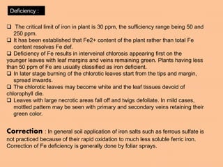  The critical limit of iron in plant is 30 ppm, the sufficiency range being 50 and
250 ppm.
 It has been established that Fe2+ content of the plant rather than total Fe
content resolves Fe def.
 Deficiency of Fe results in interveinal chlorosis appearing first on the
younger leaves with leaf margins and veins remaining green. Plants having less
than 50 ppm of Fe are usually classified as iron deficient.
 In later stage burning of the chlorotic leaves start from the tips and margin,
spread inwards.
 The chlorotic leaves may become white and the leaf tissues devoid of
chlorophyll die.
 Leaves with large necrotic areas fall off and twigs defoliate. In mild cases,
mottled pattern may be seen with primary and secondary veins retaining their
green color.
Deficiency :
Correction : In general soil application of iron salts such as ferrous sulfate is
not practiced because of their rapid oxidation to much less soluble ferric iron.
Correction of Fe deficiency is generally done by foliar sprays.
 