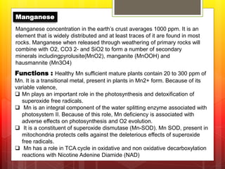 Manganese
Manganese concentration in the earth’s crust averages 1000 ppm. It is an
element that is widely distributed and at least traces of it are found in most
rocks. Manganese when released through weathering of primary rocks will
combine with O2, CO3 2- and SiO2 to form a number of secondary
minerals includingpyrolusite(MnO2), manganite (MnOOH) and
hausmannite (Mn3O4)
Functions : Healthy Mn sufficient mature plants contain 20 to 300 ppm of
Mn. It is a transitional metal, present in plants in Mn2+ form. Because of its
variable valence,
 Mn plays an important role in the photosynthesis and detoxification of
superoxide free radicals.
 Mn is an integral component of the water splitting enzyme associated with
photosystem II. Because of this role, Mn deficiency is associated with
adverse effects on photosynthesis and O2 evolution.
 It is a constituent of superoxide dismutase (Mn-SOD). Mn SOD, present in
mitochondria protects cells against the deleterious effects of superoxide
free radicals.
 Mn has a role in TCA cycle in oxidative and non oxidative decarboxylation
reactions with Nicotine Adenine Diamide (NAD)
 