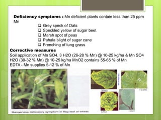 Deficiency symptoms : Mn deficient plants contain less than 25 ppm
Mn
 Grey speck of Oats
 Speckled yellow of sugar beet
 Marsh spot of peas
 Pahala blight of sugar cane
 Frenching of tung grass
Corrective measures
Soil application of Mn SO4. 3 H2O (26-28 % Mn) @ 10-25 kg/ha & Mn SO4
H2O (30-32 % Mn) @ 10-25 kg/ha MnO2 contains 55-65 % of Mn
EDTA - Mn supplies 5-12 % of Mn
 