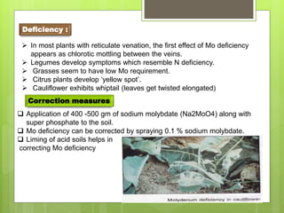  In most plants with reticulate venation, the first effect of Mo deficiency
appears as chlorotic mottling between the veins.
 Legumes develop symptoms which resemble N deficiency.
 Grasses seem to have low Mo requirement.
 Citrus plants develop ‘yellow spot’.
 Cauliflower exhibits whiptail (leaves get twisted elongated)
Deficiency :
 Application of 400 -500 gm of sodium molybdate (Na2MoO4) along with
super phosphate to the soil.
 Mo deficiency can be corrected by spraying 0.1 % sodium molybdate.
 Liming of acid soils helps in
correcting Mo deficiency
Correction measures
 