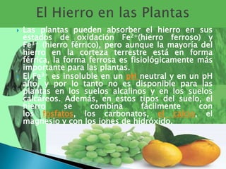    Las plantas pueden absorber el hierro en sus
    estados de oxidación Fe2+(hierro ferroso) y
    Fe3+ (hierro férrico), pero aunque la mayoría del
    hierro en la corteza terrestre está en forma
    férrica, la forma ferrosa es fisiológicamente más
    importante para las plantas.
   El Fe3+ es insoluble en un pH neutral y en un pH
    alto, y por lo tanto no es disponible para las
    plantas en los suelos alcalinos y en los suelos
    calcáreos. Además, en estos tipos del suelo, el
    hierro      se     combina      fácilmente    con
    los fosfatos, los carbonatos, el calcio, el
    magnesio y con los iones de hidróxido.
 