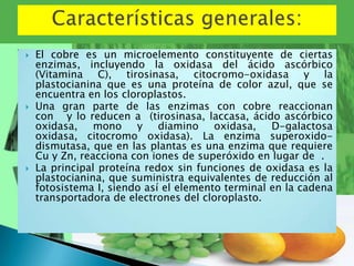    El cobre es un microelemento constituyente de ciertas
    enzimas, incluyendo la oxidasa del ácido ascórbico
    (Vitamina C), tirosinasa, citocromo-oxidasa y la
    plastocianina que es una proteína de color azul, que se
    encuentra en los cloroplastos.
   Una gran parte de las enzimas con cobre reaccionan
    con y lo reducen a (tirosinasa, laccasa, ácido ascórbico
    oxidasa, mono y diamino oxidasa, D-galactosa
    oxidasa, citocromo oxidasa). La enzima superoxido-
    dismutasa, que en las plantas es una enzima que requiere
    Cu y Zn, reacciona con iones de superóxido en lugar de .
   La principal proteína redox sin funciones de oxidasa es la
    plastocianina, que suministra equivalentes de reducción al
    fotosistema I, siendo así el elemento terminal en la cadena
    transportadora de electrones del cloroplasto.
 