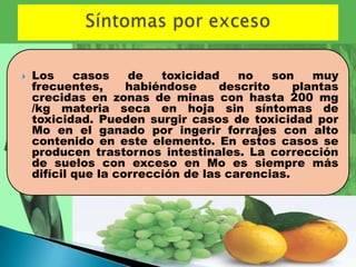    Los     casos    de   toxicidad    no    son   muy
    frecuentes,      habiéndose     descrito    plantas
    crecidas en zonas de minas con hasta 200 mg
    /kg materia seca en hoja sin síntomas de
    toxicidad. Pueden surgir casos de toxicidad por
    Mo en el ganado por ingerir forrajes con alto
    contenido en este elemento. En estos casos se
    producen trastornos intestinales. La corrección
    de suelos con exceso en Mo es siempre más
    difícil que la corrección de las carencias.
 