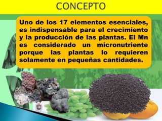 Uno de los 17 elementos esenciales,
es indispensable para el crecimiento
y la producción de las plantas. El Mn
es considerado un micronutriente
porque las plantas lo requieren
solamente en pequeñas cantidades.
 