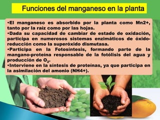 Funciones del manganeso en la planta
•El manganeso es absorbido por la planta como Mn2+,
tanto por la raíz como por las hojas.
•Dada su capacidad de cambiar de estado de oxidación,
participa en numerosos sistemas enzimáticos de óxido-
reducción como la superóxido dismutasa.
•Participa en la Fotosíntesis, formando parte de la
mangano-proteína responsable de la fotólisis del agua y
producción de O2.
•Interviene en la síntesis de proteínas, ya que participa en
la asimilación del amonio (NH4+).
 