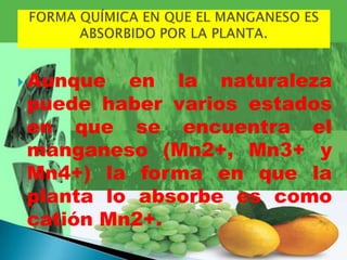  Aunque en la naturaleza
puede haber varios estados
en que se encuentra el
manganeso (Mn2+, Mn3+ y
Mn4+) la forma en que la
planta lo absorbe es como
catión Mn2+.
 