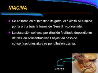 NIACINA Se absorbe en el Intestino delgado, el exceso se elimina por la orina bajo la forma de N-metil nicotinamida. La absorción se hace por difusión facilitada dependiente de Na+ en concentraciones bajas; en caso de concentraciones altas es por difusión pasiva. CARNES 