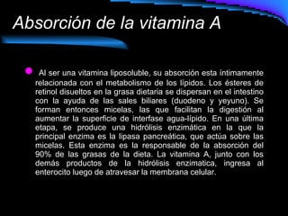 Absorción de la vitamina A   Al ser una vitamina liposoluble, su absorción esta íntimamente relacionada con el metabolismo de los lípidos. Los ésteres de retinol disueltos en la grasa dietaria se dispersan en el intestino con la ayuda de las sales biliares (duodeno y yeyuno). Se forman entonces micelas, las que facilitan la digestión al aumentar la superficie de interfase agua-lípido. En una última etapa, se produce una hidrólisis enzimática en la que la principal enzima es la lipasa pancreática, que actúa sobre las micelas. Esta enzima es la responsable de la absorción del 90% de las grasas de la dieta. La vitamina A, junto con los demás productos de la hidrólisis enzimatica, ingresa al enterocito luego de atravesar la membrana celular.  