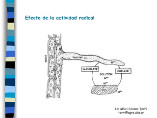 Efecto de la actividad radical




                                 Lic MSci Silvana Torri
                                   torri@agro.uba.ar
 