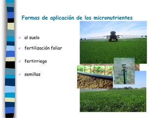 Formas de aplicación de los micronutrientes


    al suelo

    fertilización foliar

    fertirriego

    semillas
 