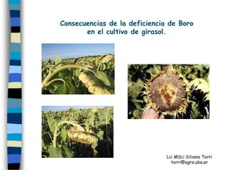 Consecuencias de la deficiencia de Boro
       en el cultivo de girasol.




                               Lic MSci Silvana Torri
                                 torri@agro.uba.ar
 