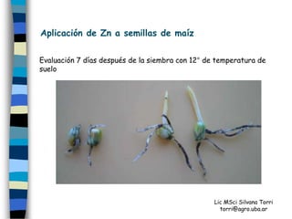 Aplicación de Zn a semillas de maíz


Evaluación 7 días después de la siembra con 12° de temperatura de
suelo




                                                  Lic MSci Silvana Torri
                                                    torri@agro.uba.ar
 