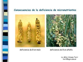 Consecuencias de la deficiencia de micronutrientes




    deficiencia de B en maíz   deficiencia de B en alfalfa



                                            Lic MSci Silvana Torri
                                              torri@agro.uba.ar
 